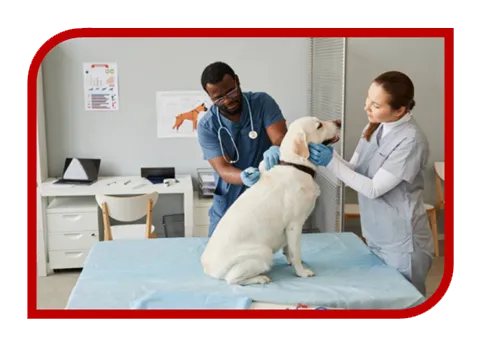 Criação de Sites Barato para Clínica Veterinária