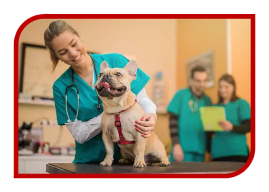 Criação de Sites Barato para Veterinário